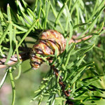 Pine Jack (Pinus banksiana)