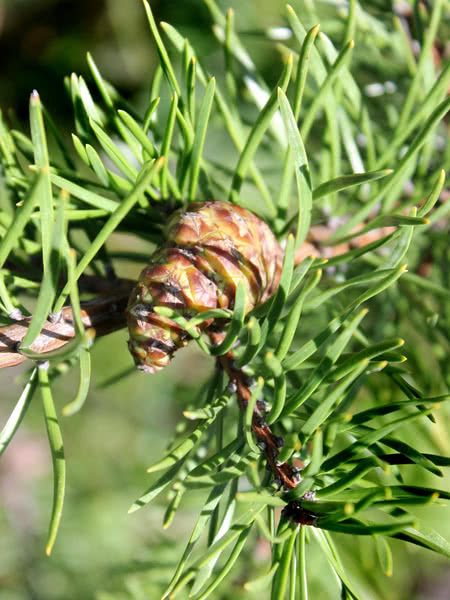 Pine Jack (Pinus banksiana)
