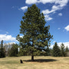 Pine Ponderosa (Pinus ponderosa) - Tree Seedling