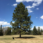 Pine Ponderosa (Pinus ponderosa) - Tree Seedling