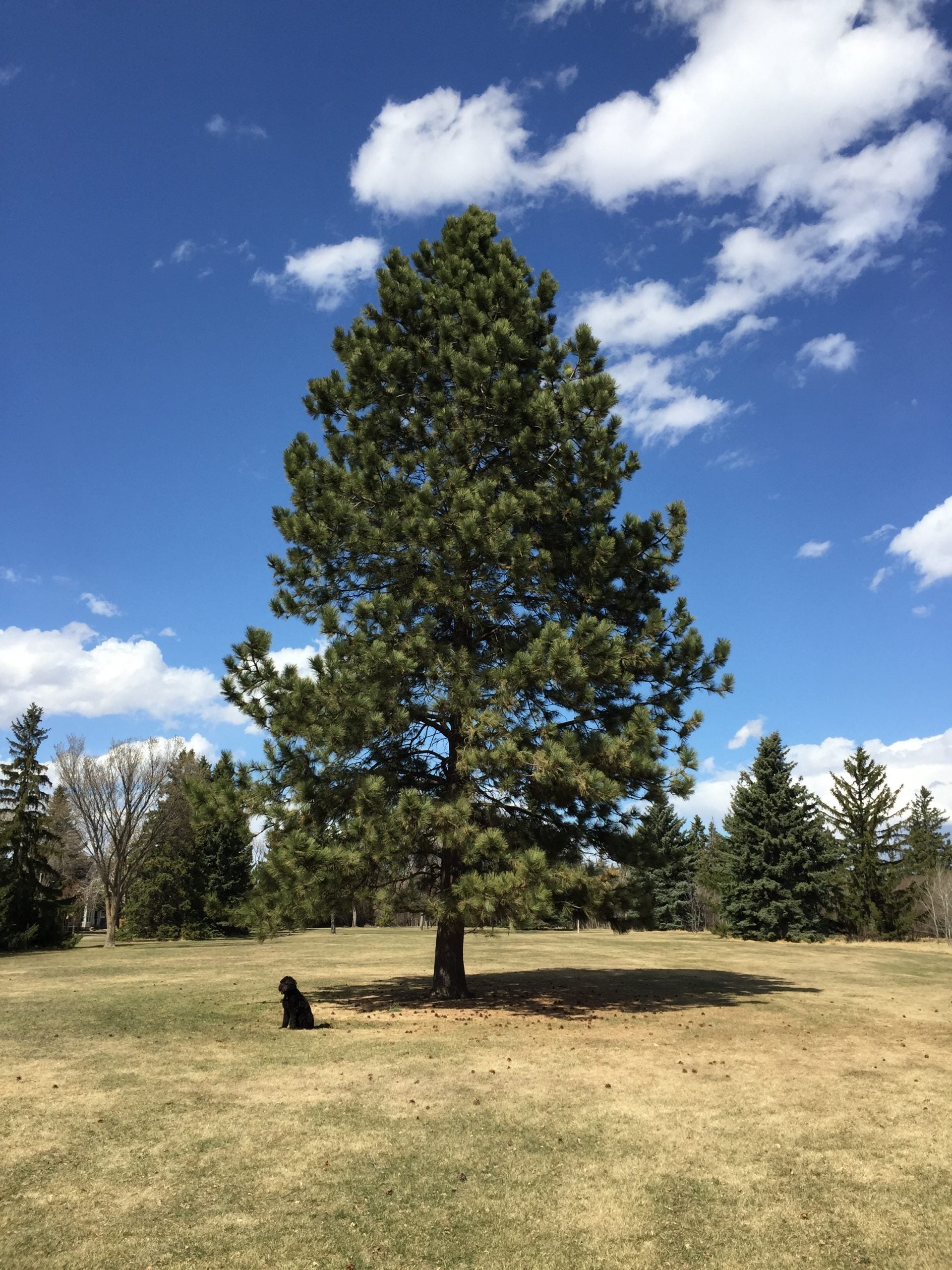 Pine Ponderosa (Pinus ponderosa) - Tree Seedling