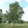 Poplar Tristis (Populus)