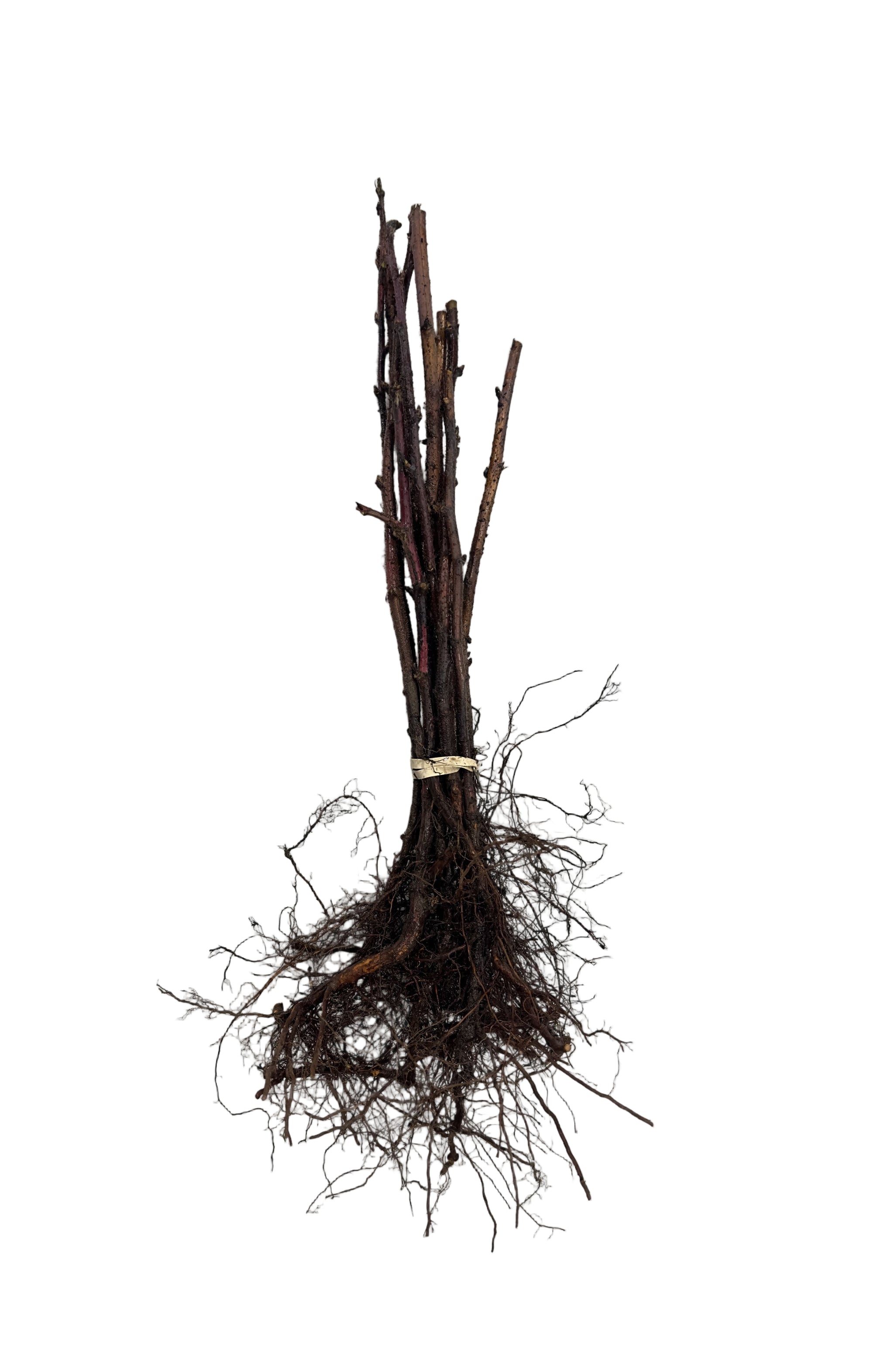 Raspberry Red Bounty (Rubus) - Shrub Seedling