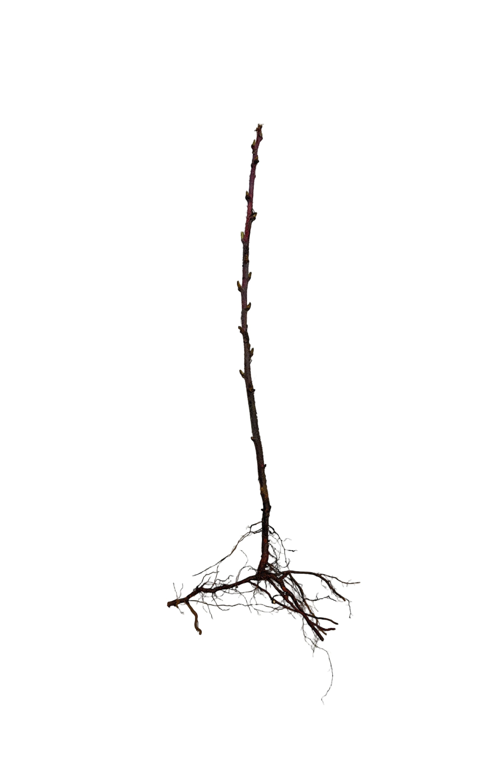 Raspberry Red Bounty (Rubus) - Shrub Seedling