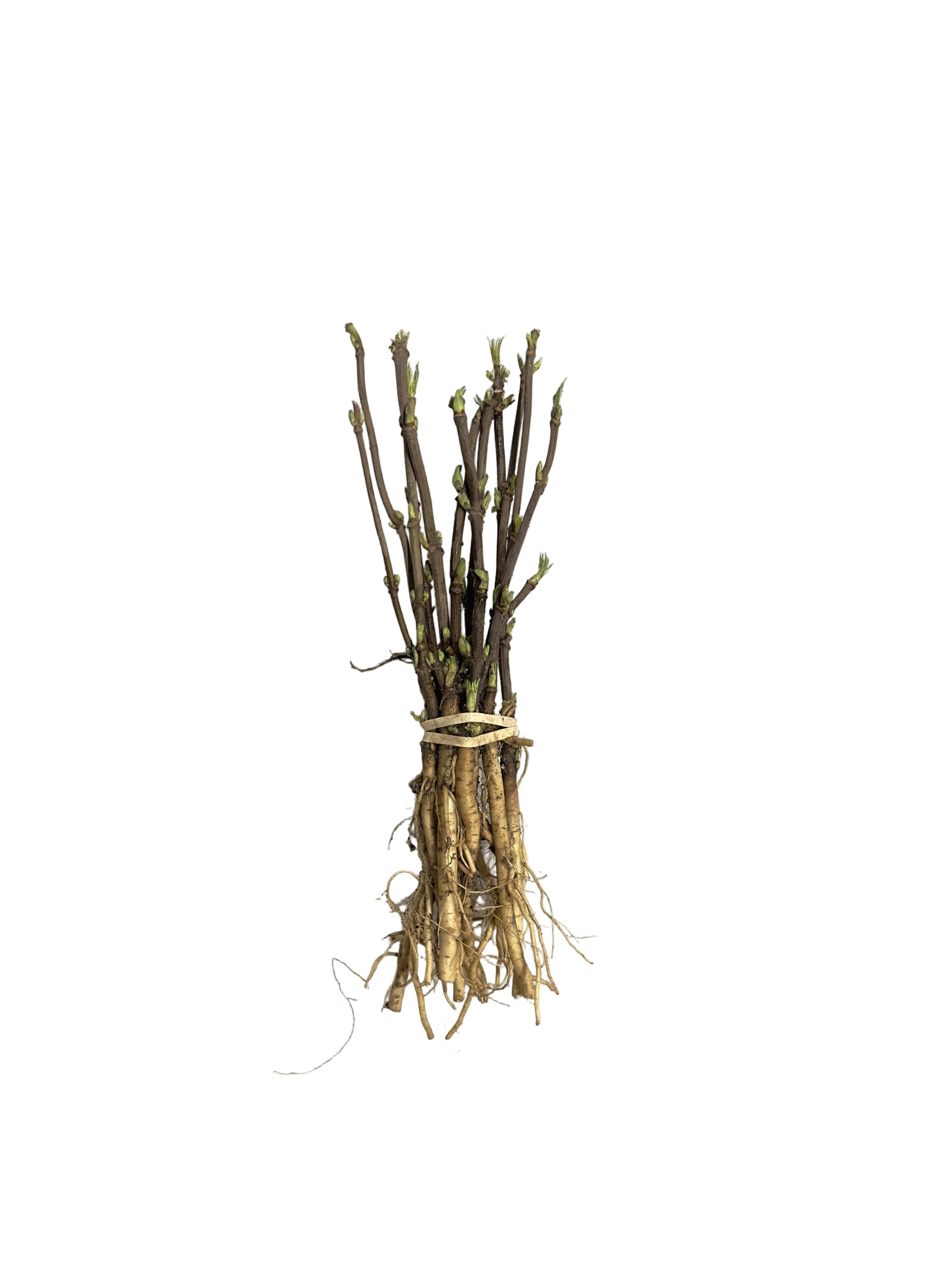 Elder Red (Sambucus racemosa) - Shrub Seedling