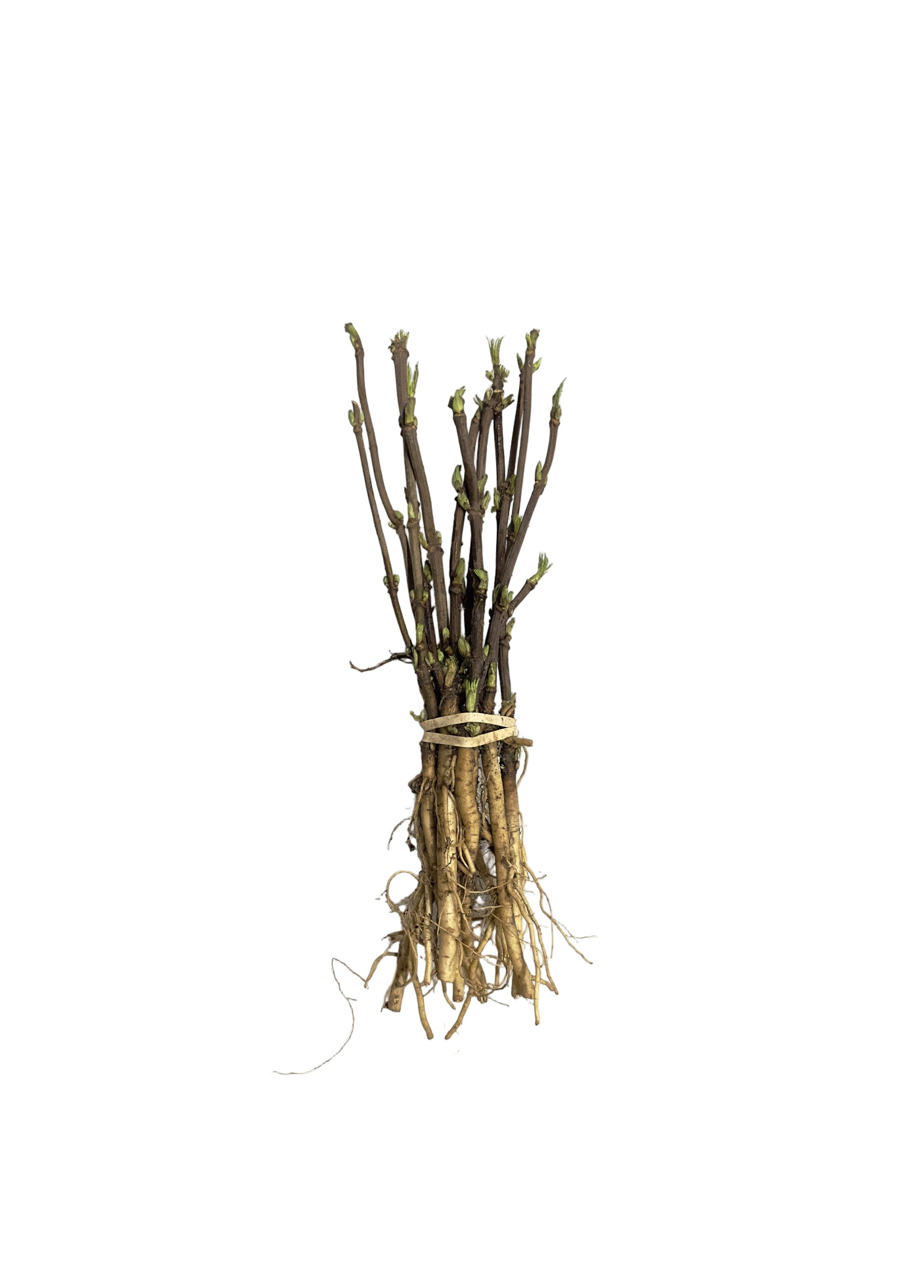 Elder Red (Sambucus racemosa) - Shrub Seedling
