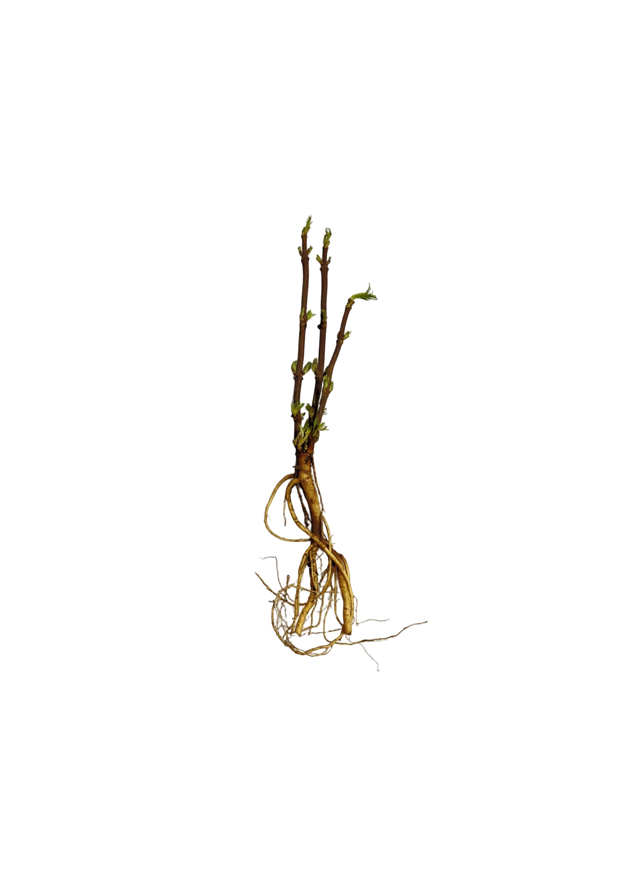 Elder Red (Sambucus racemosa) - Shrub Seedling