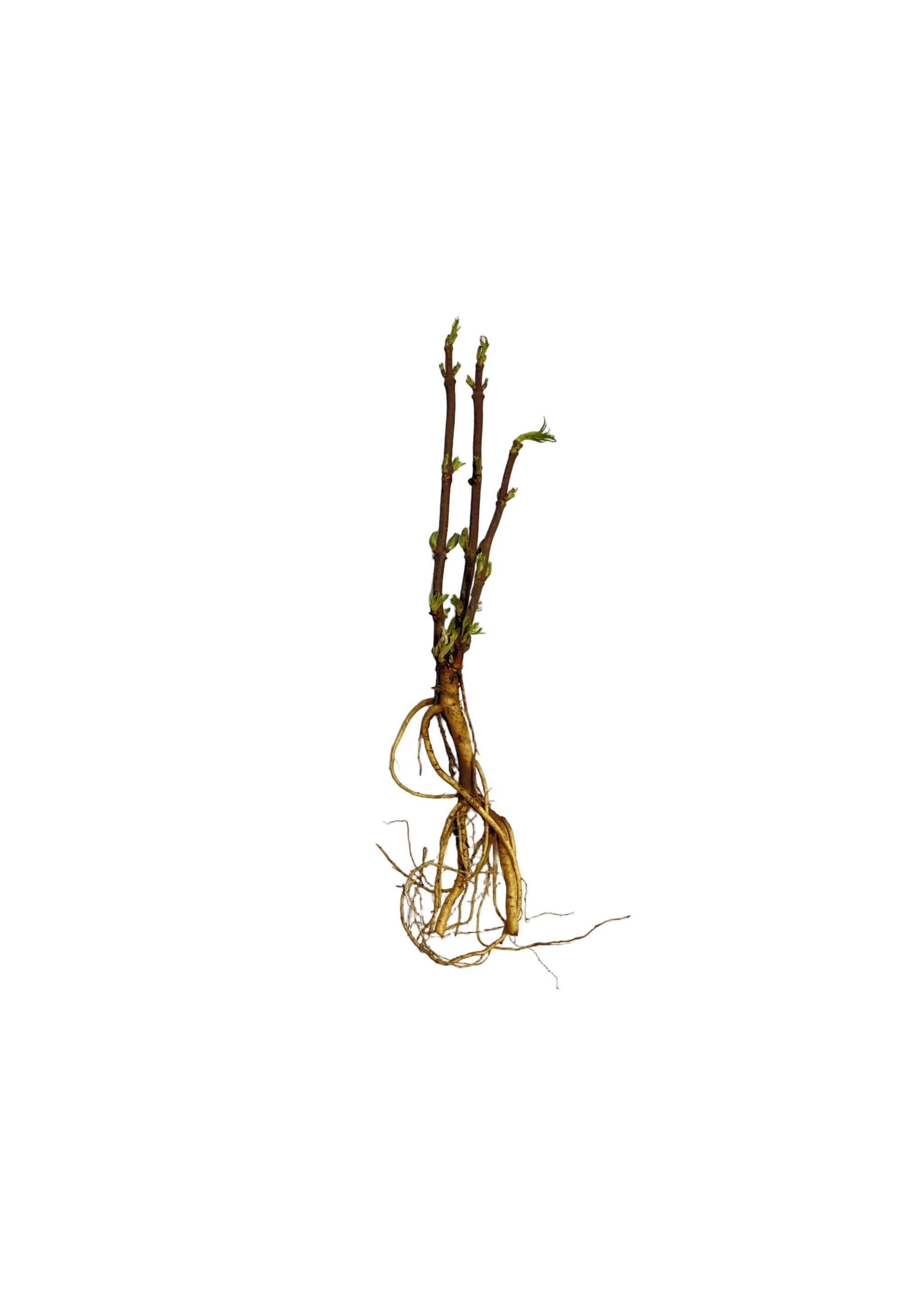 Elder Red (Sambucus racemosa) - Shrub Seedling