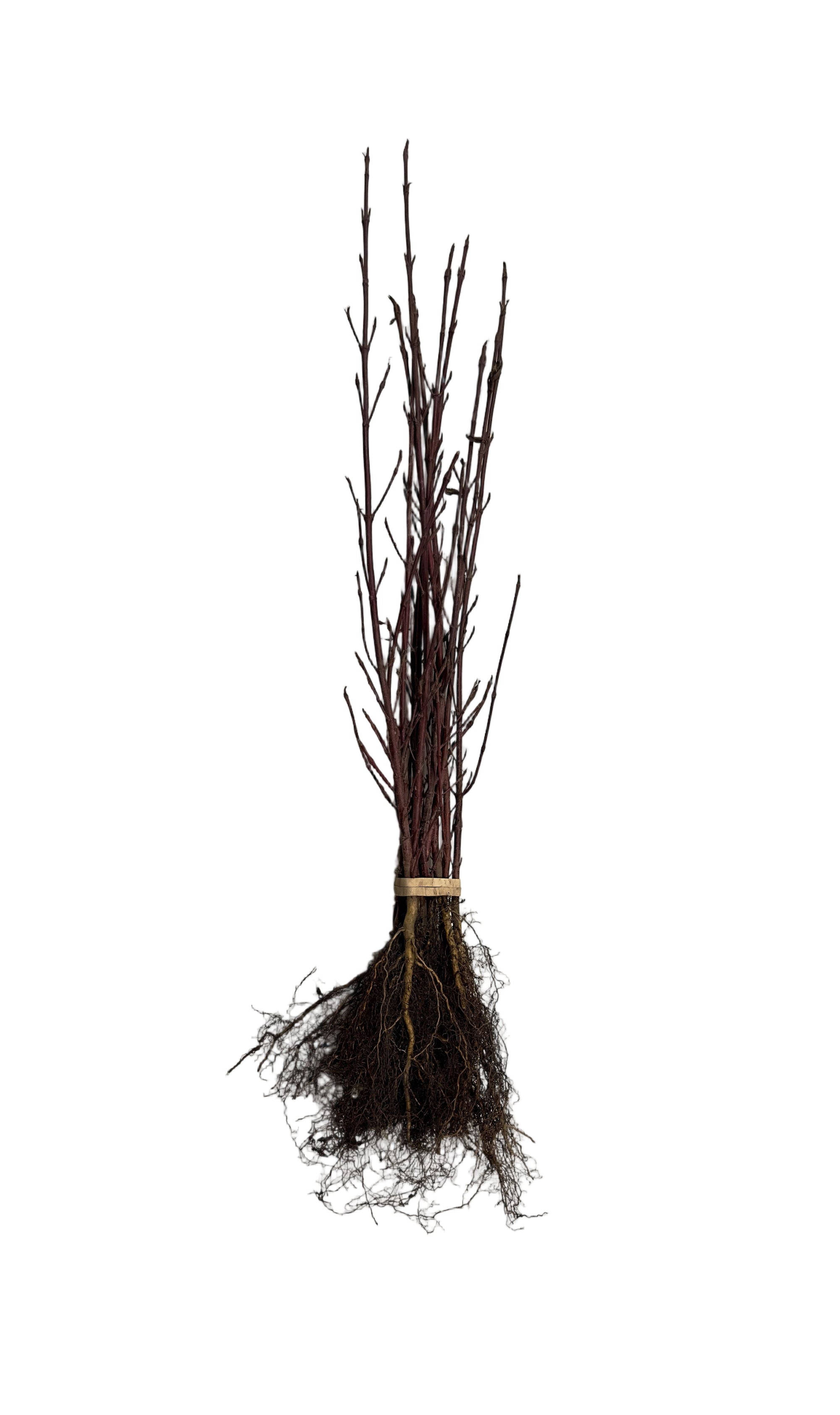 Dogwood Red Osier (Cornus sericea) - Shrub Seedling