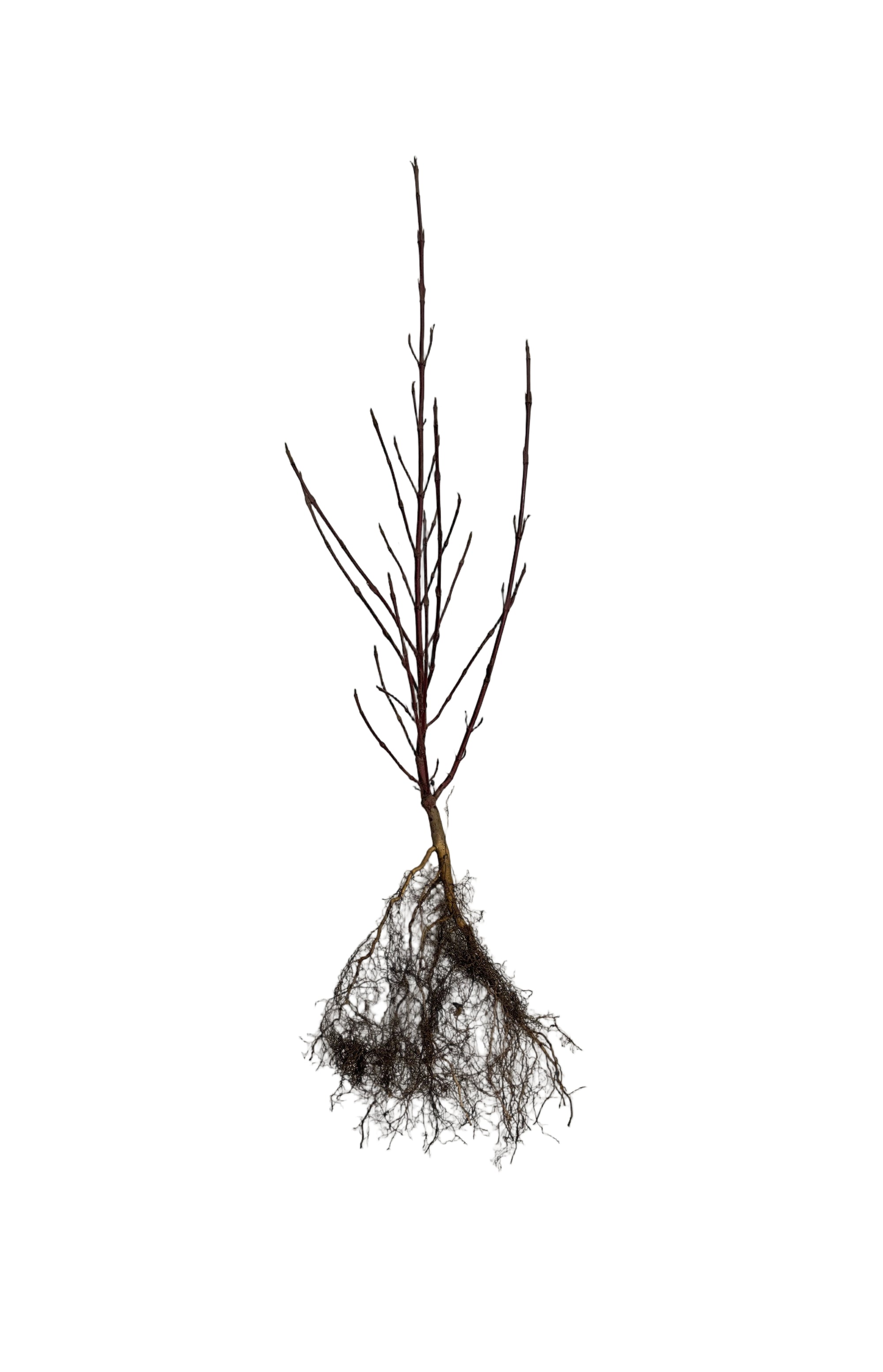 Dogwood Red Osier (Cornus sericea) - Shrub Seedling