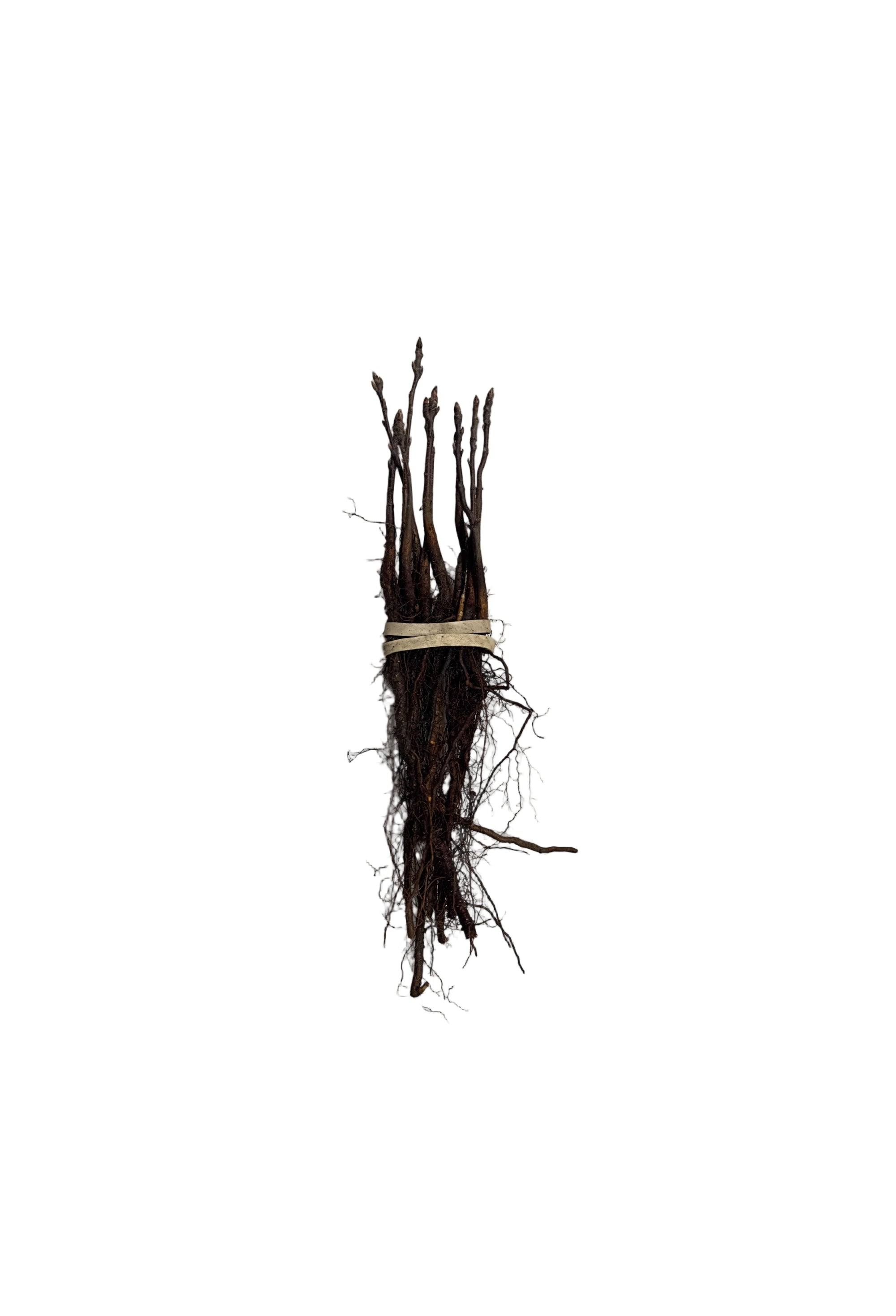 Chokecherry Robert (Prunus virginiana) - Shrub Seedling