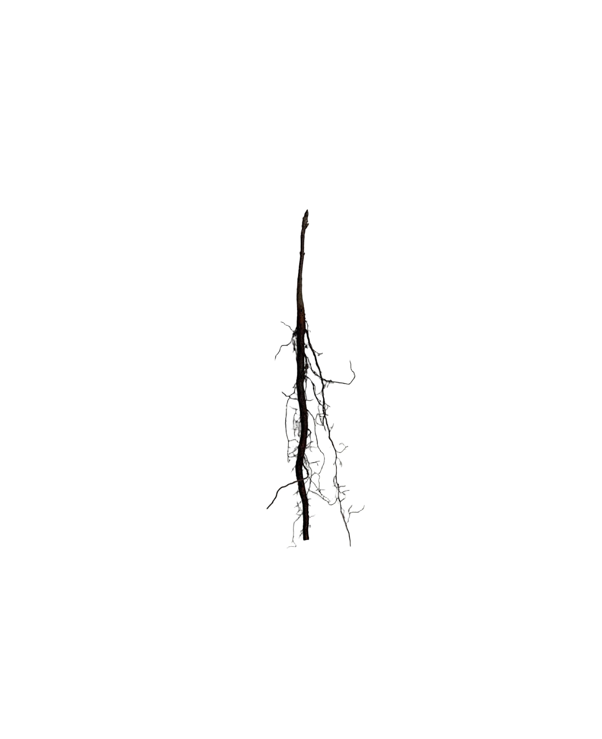 Chokecherry Robert (Prunus virginiana) - Shrub Seedling