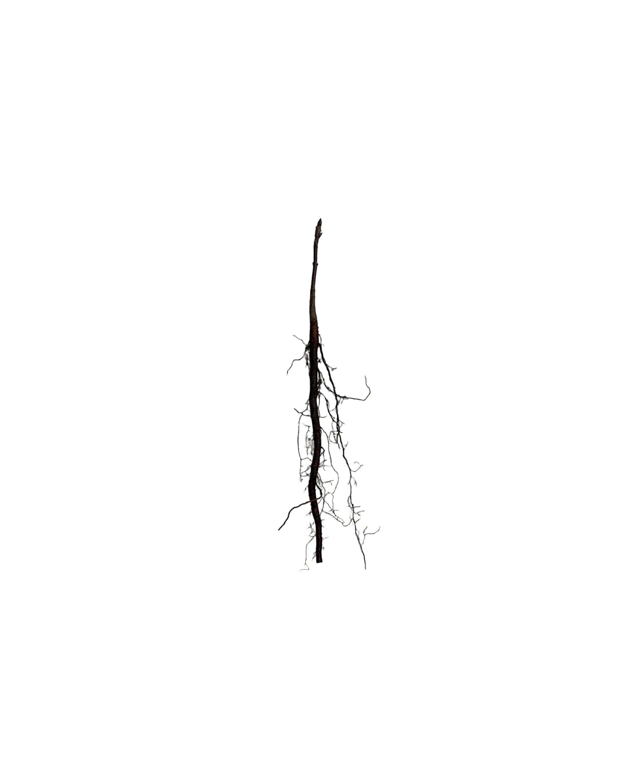 Chokecherry Robert (Prunus virginiana) - Shrub Seedling