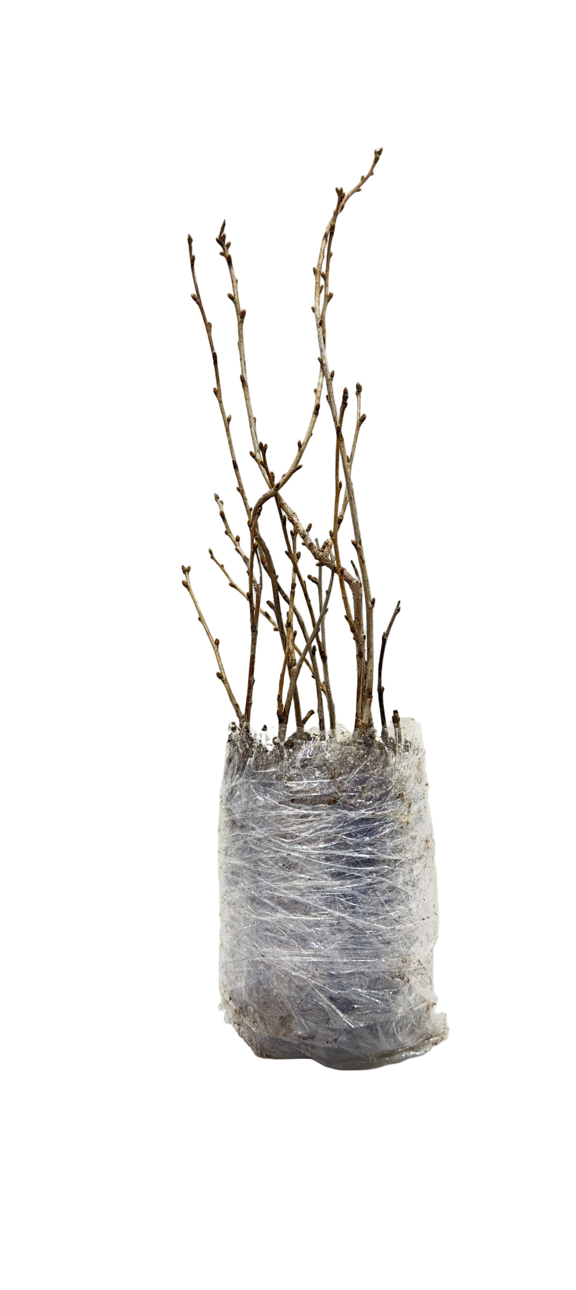 Cherry Romeo (Prunus x kerrasis) - Shrub Seedling