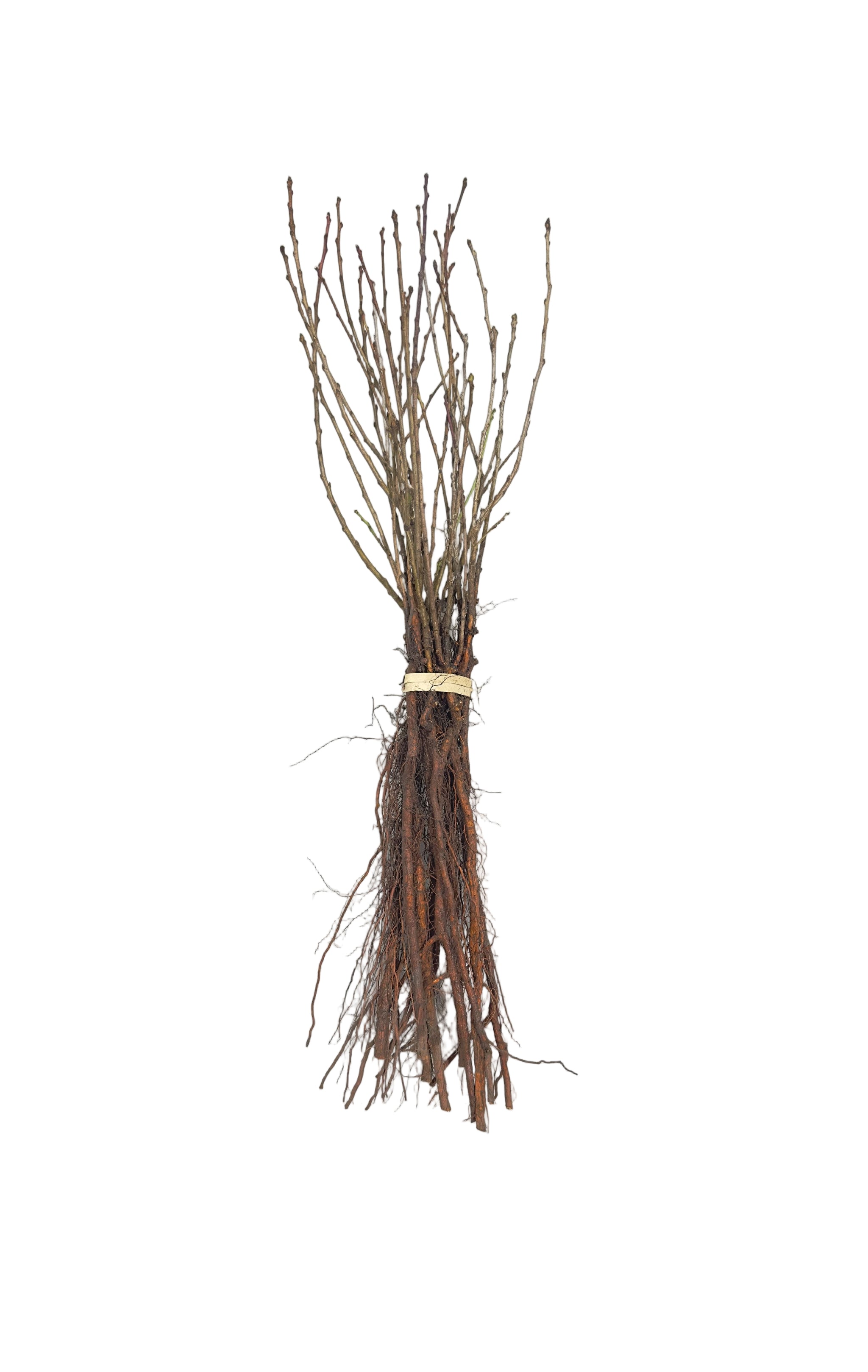 Almond Russian (Prunus tenella) - Shrub Seedling