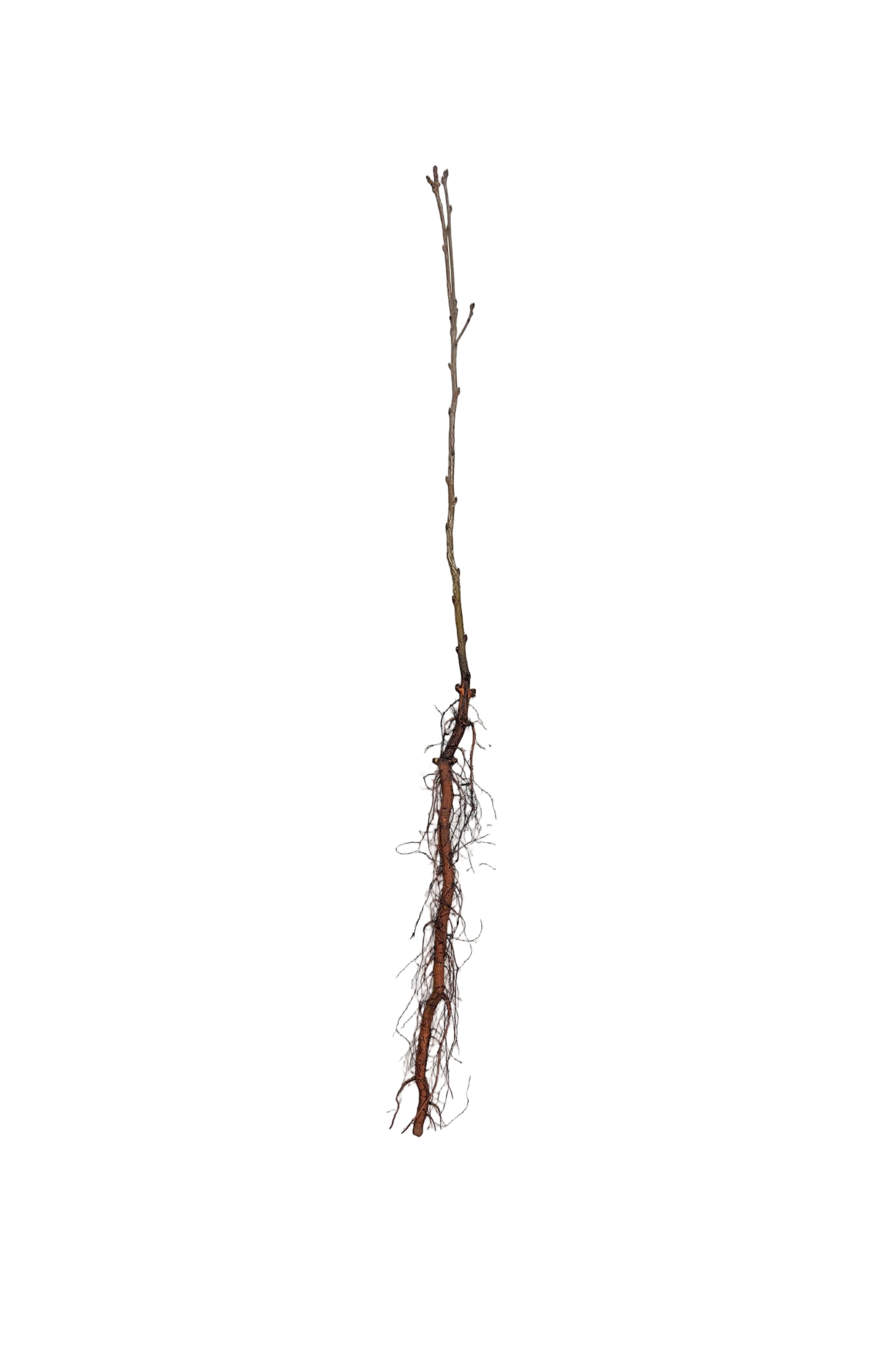 Almond Russian (Prunus tenella) - Shrub Seedling