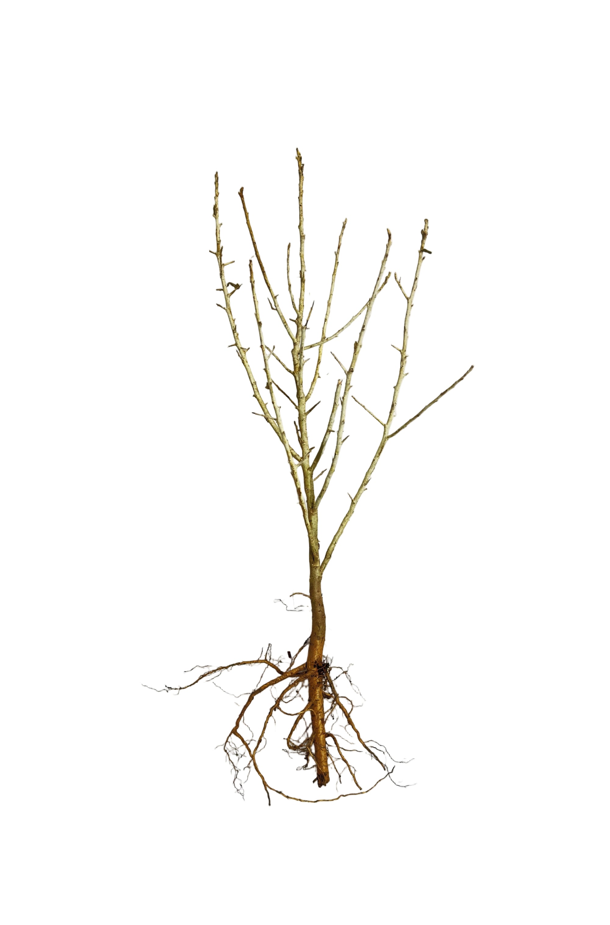 Olive Russian (Elaeagnus angustifolia) - Tree Seedling