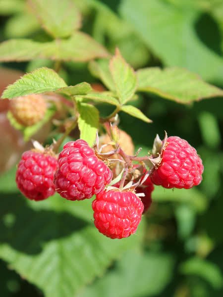 Raspberry Red Bounty (Rubus) - Shrub Seedling – Select Seedling Nursery