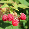 Raspberry Red Bounty (Rubus)