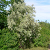 Olive Russian (Elaeagnus angustifolia) - Tree Seedling