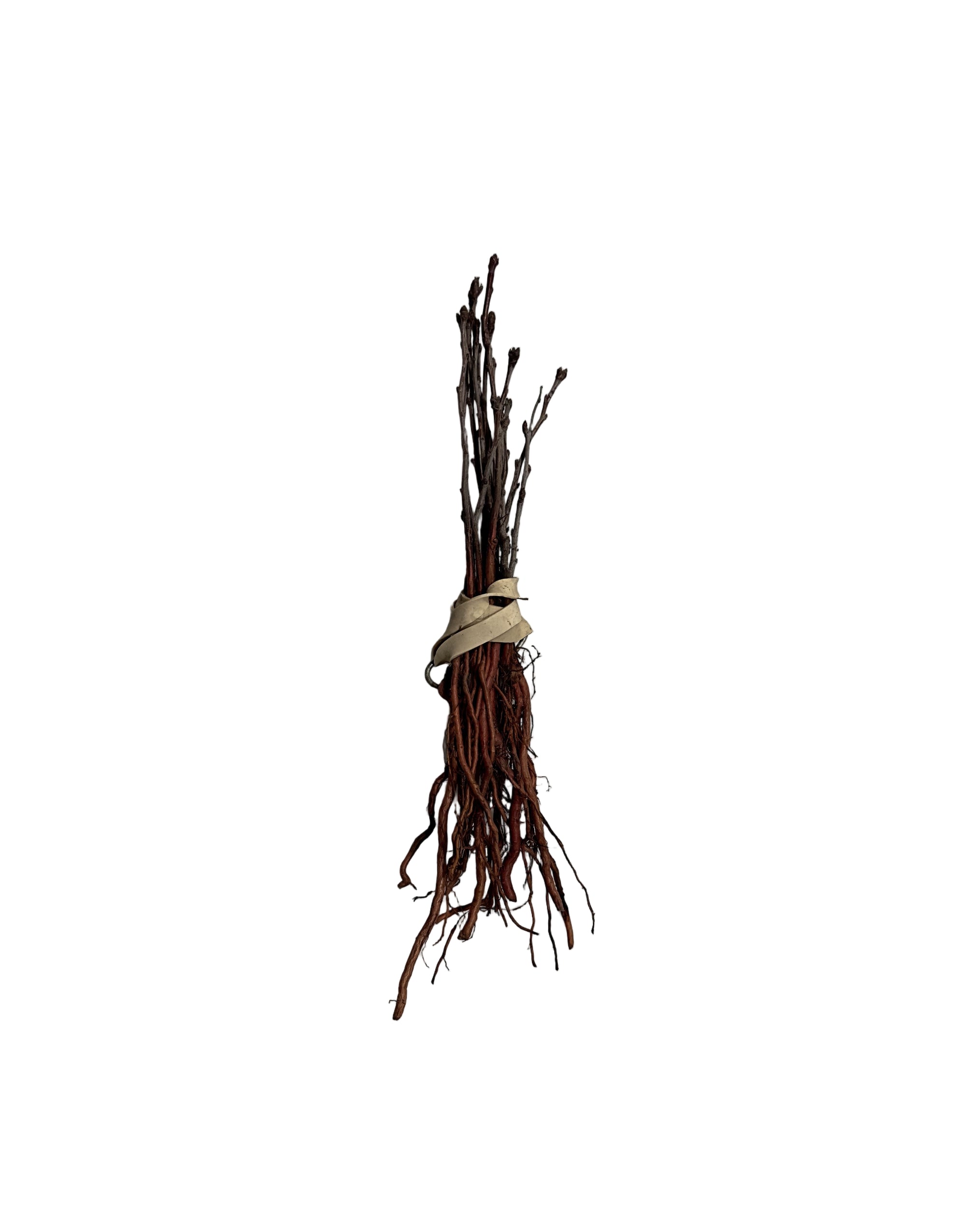 Cherry Sandcherry (Prunus besseyi) - Shrub Seedling