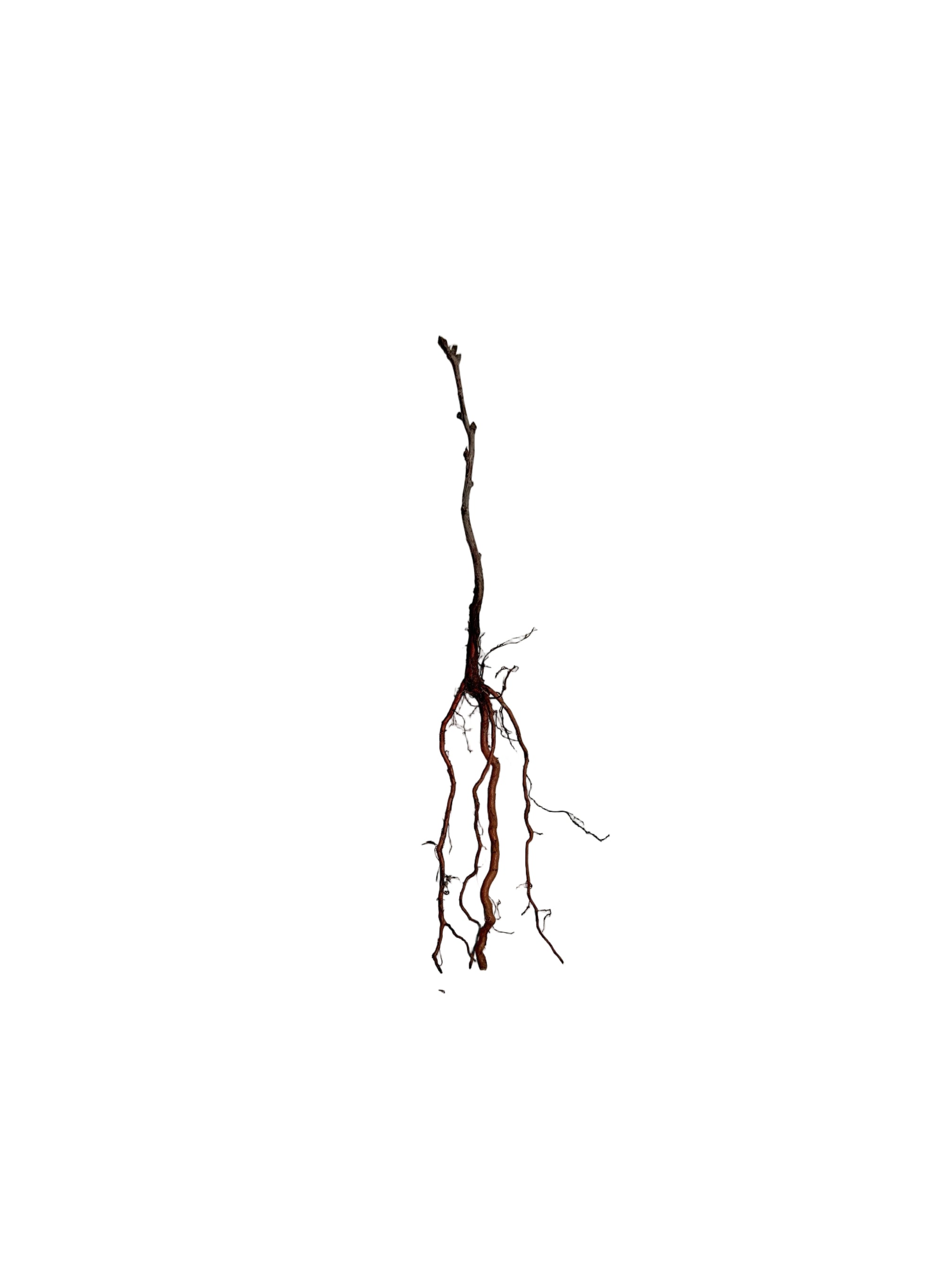 Cherry Sandcherry (Prunus besseyi) - Shrub Seedling