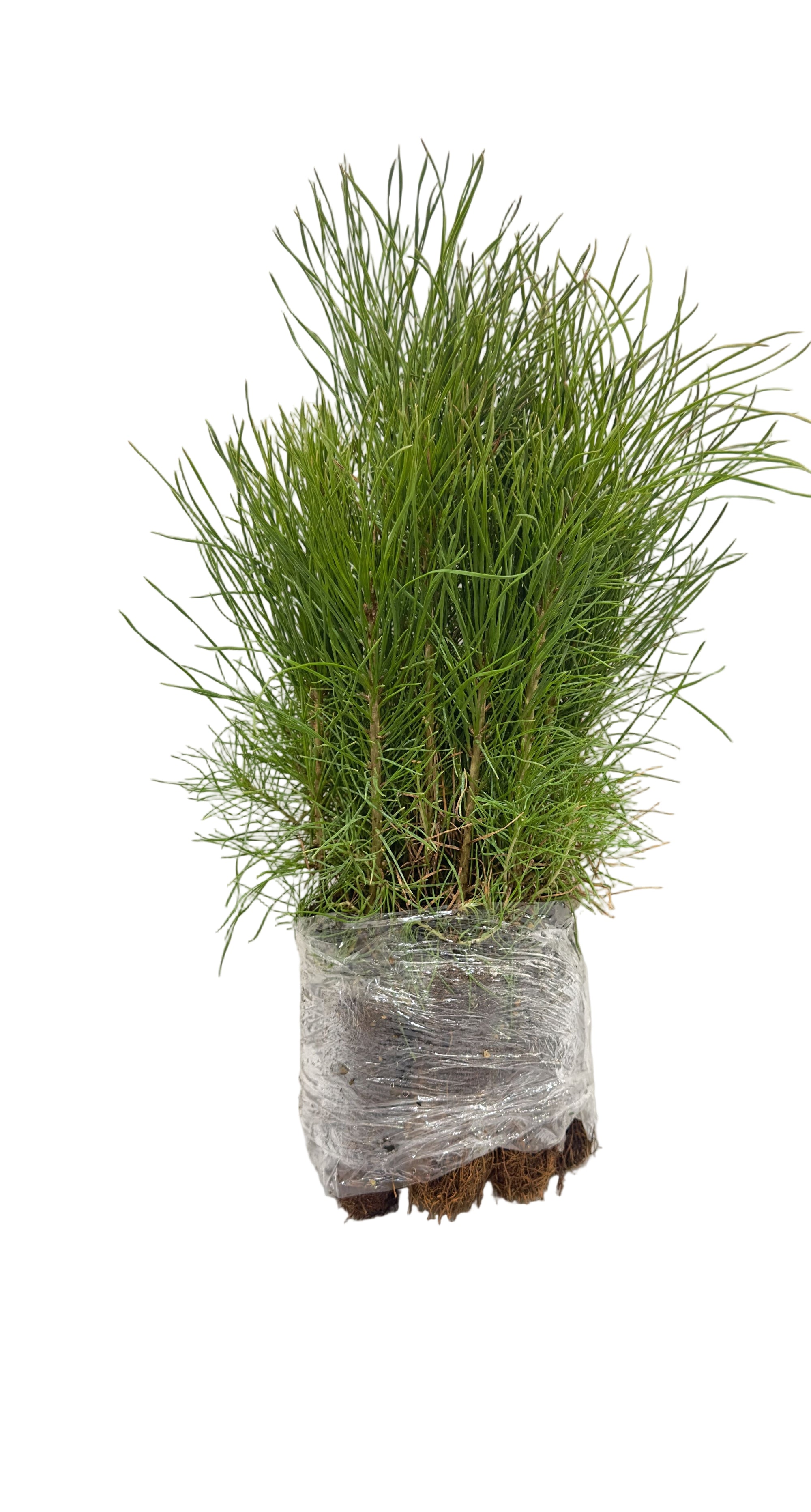 Pine Scots (Pinus sylvestris) - Tree Seedling