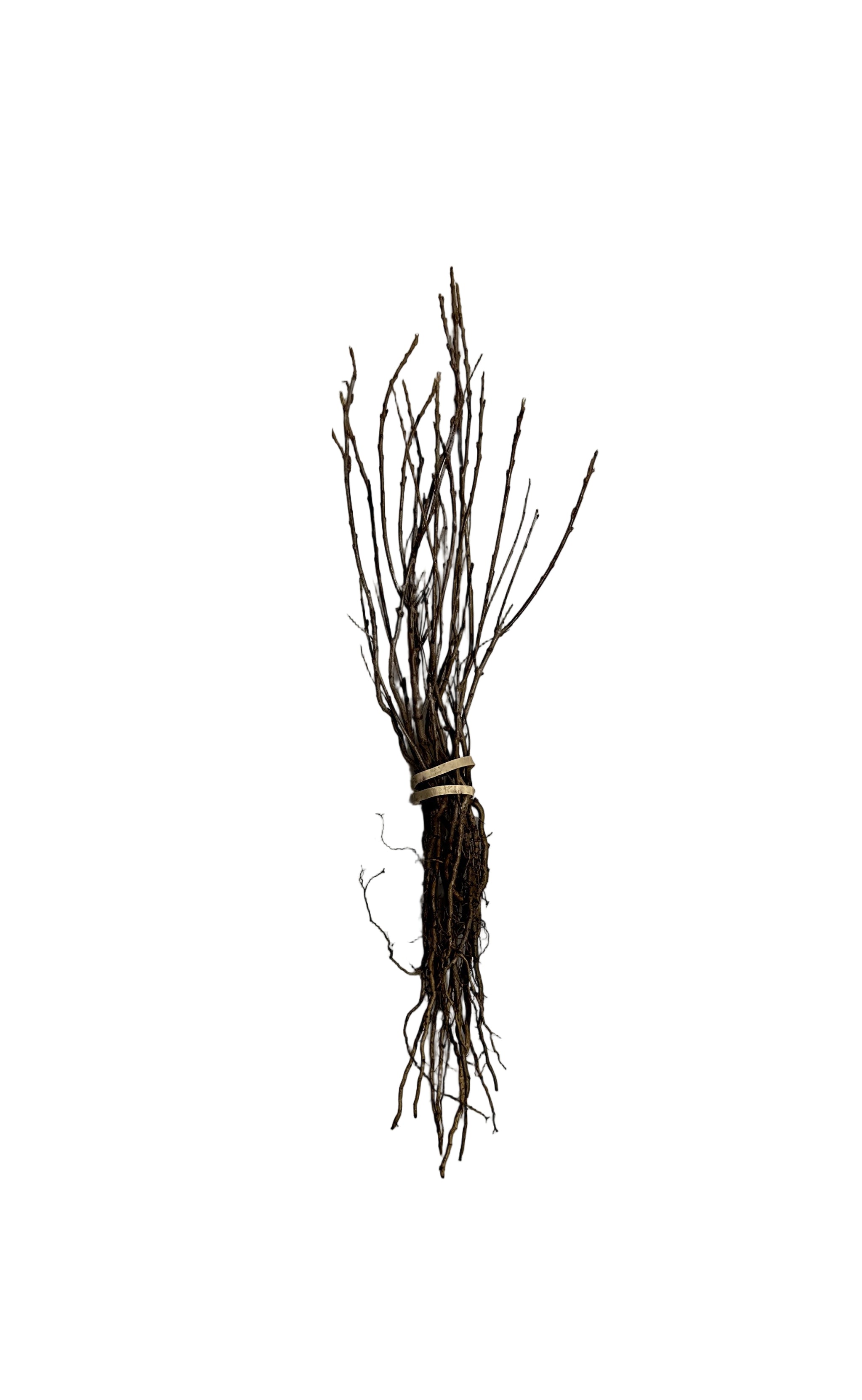 Sea Buckthorn (Hippophae rhamnoides) - Shrub Seedling