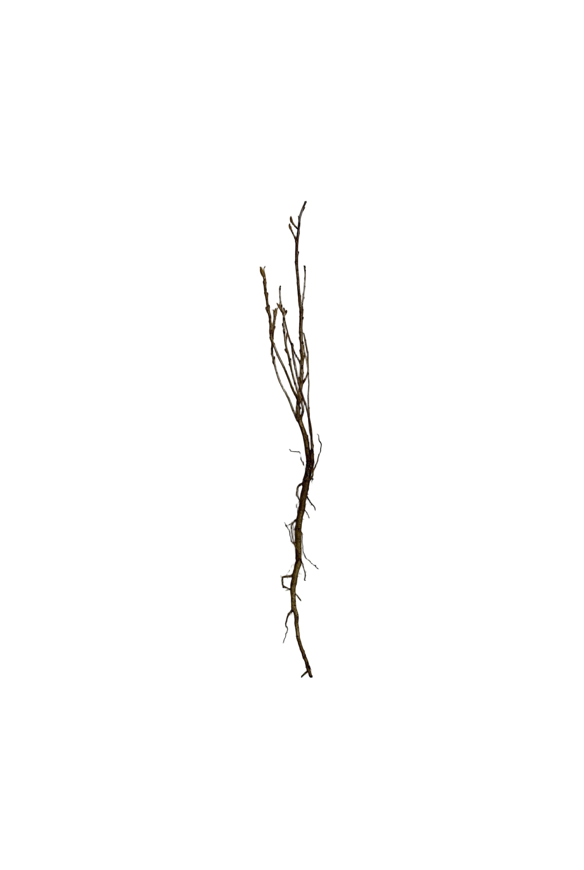 Sea Buckthorn (Hippophae rhamnoides) - Shrub Seedling