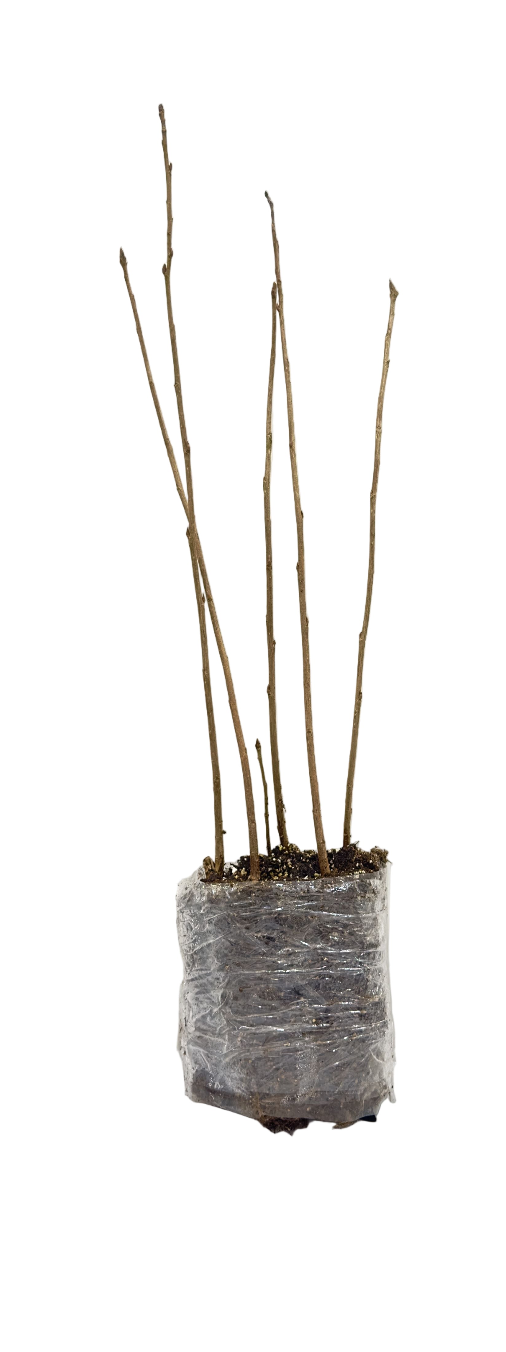 Poplar Sundancer (Populus ACWS151) - Tree Seedling