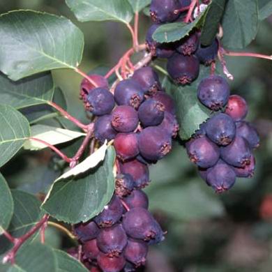 Saskatoon Berry Native (Amelanchier alnifolia)