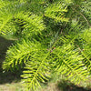 Fir Siberian (Abies sibirica) - Tree Seedling