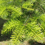 Fir Siberian (Abies sibirica) - Tree Seedling