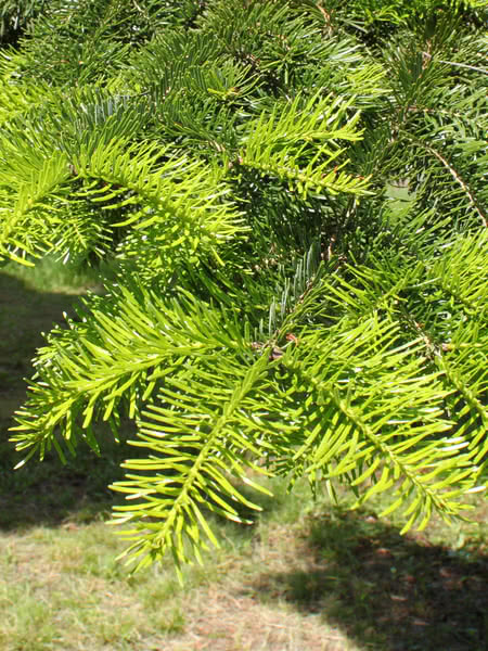 Fir Siberian (Abies sibirica) - Tree Seedling