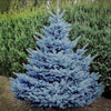 Spruce Baby Blue Colorado (Picea pungens)