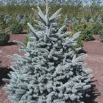 Spruce Crystal Blue Colorado (Picea pungens)