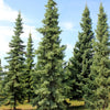 Black Spruce (Picea mariana) - Tree seedling