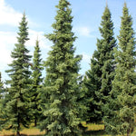 Black Spruce (Picea mariana) - Tree seedling