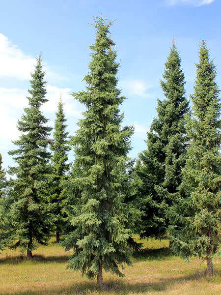 Black Spruce (Picea mariana) - Tree seedling