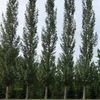 Poplar Sundancer (Populus ACWS151) - Tree Seedling