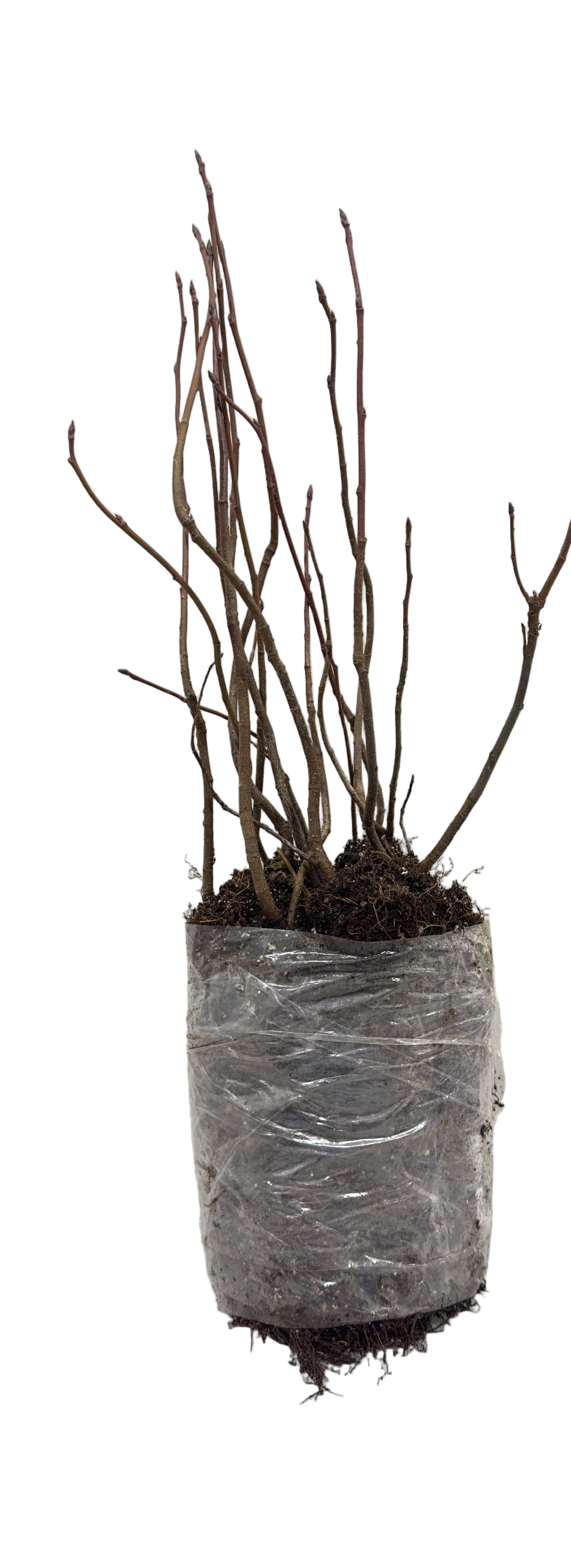 Saskatoon Berry Thiessen (Amelanchier alnifolia) - Shrub Seedling