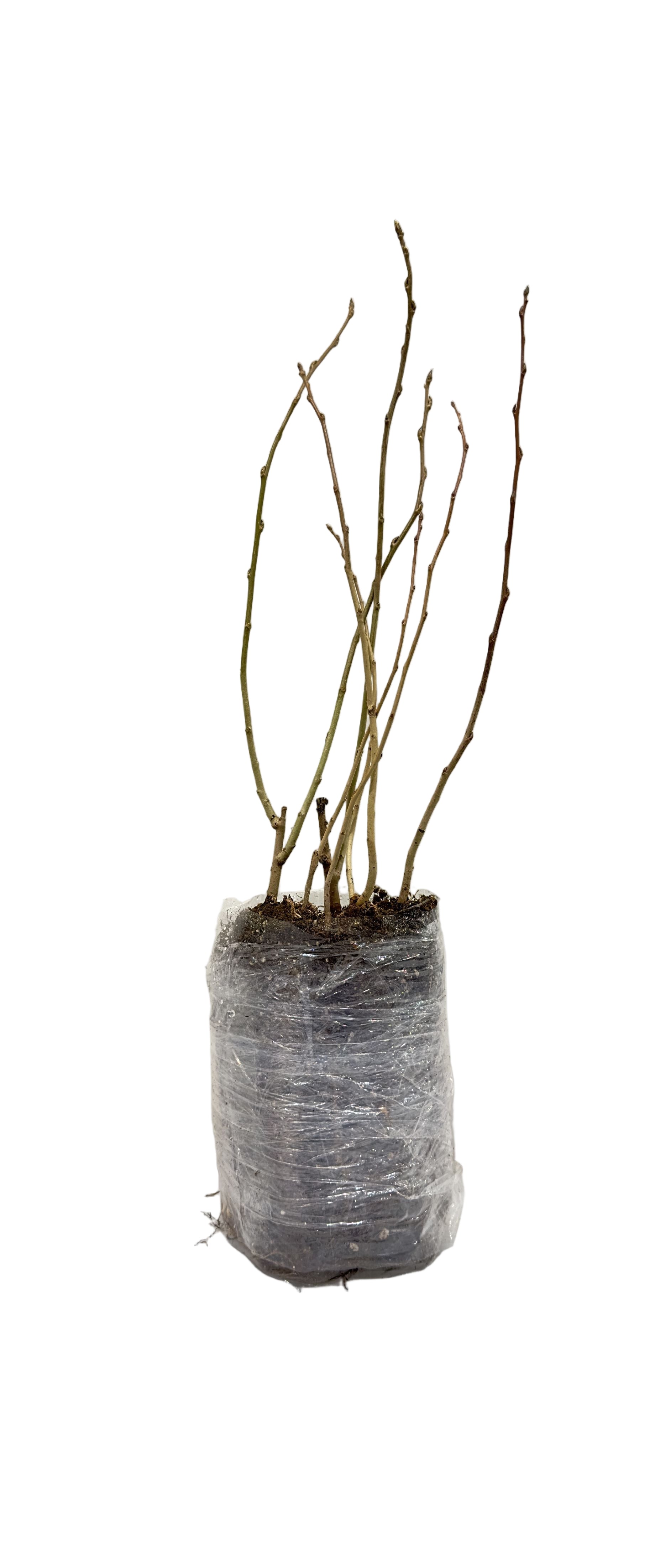 Poplar Trembling Aspen (Populus tremuloides) - Tree Seedling