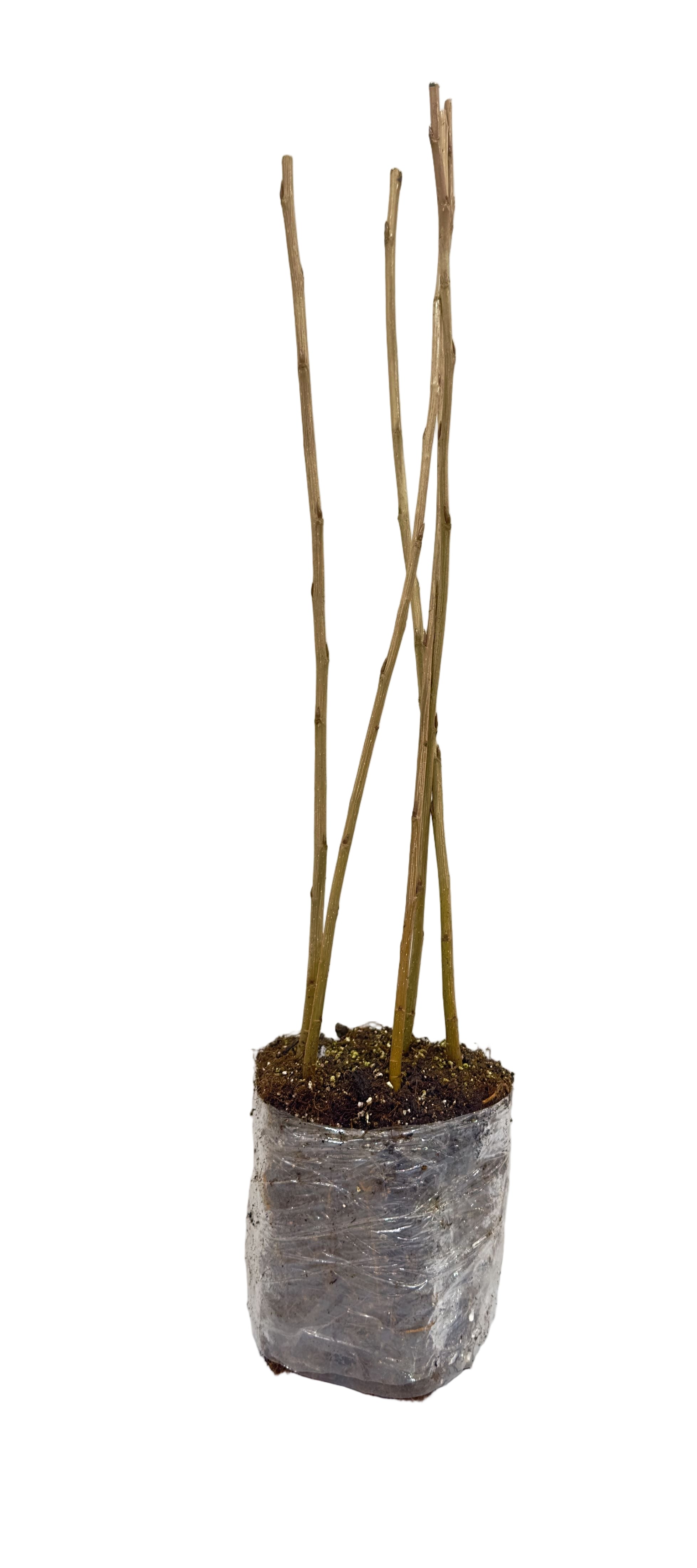 Poplar Tristis (Populus) - Tree Seedling
