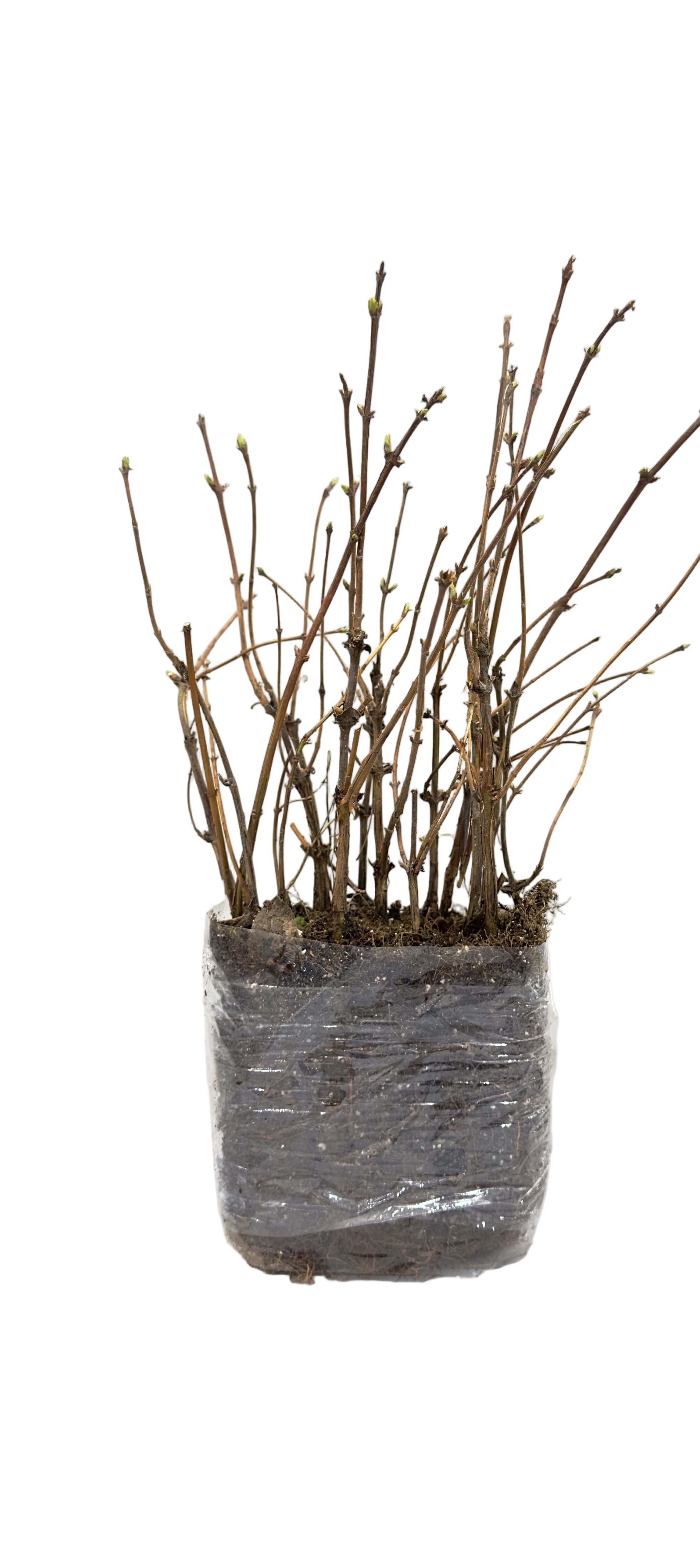 Haskap (Honeyberry) Tundra (Lonicera caerulea) - Shrub Seedling