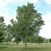 Poplar Tristis (Populus) - Tree Seedling