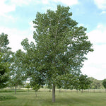 Poplar Tristis (Populus) - Tree Seedling