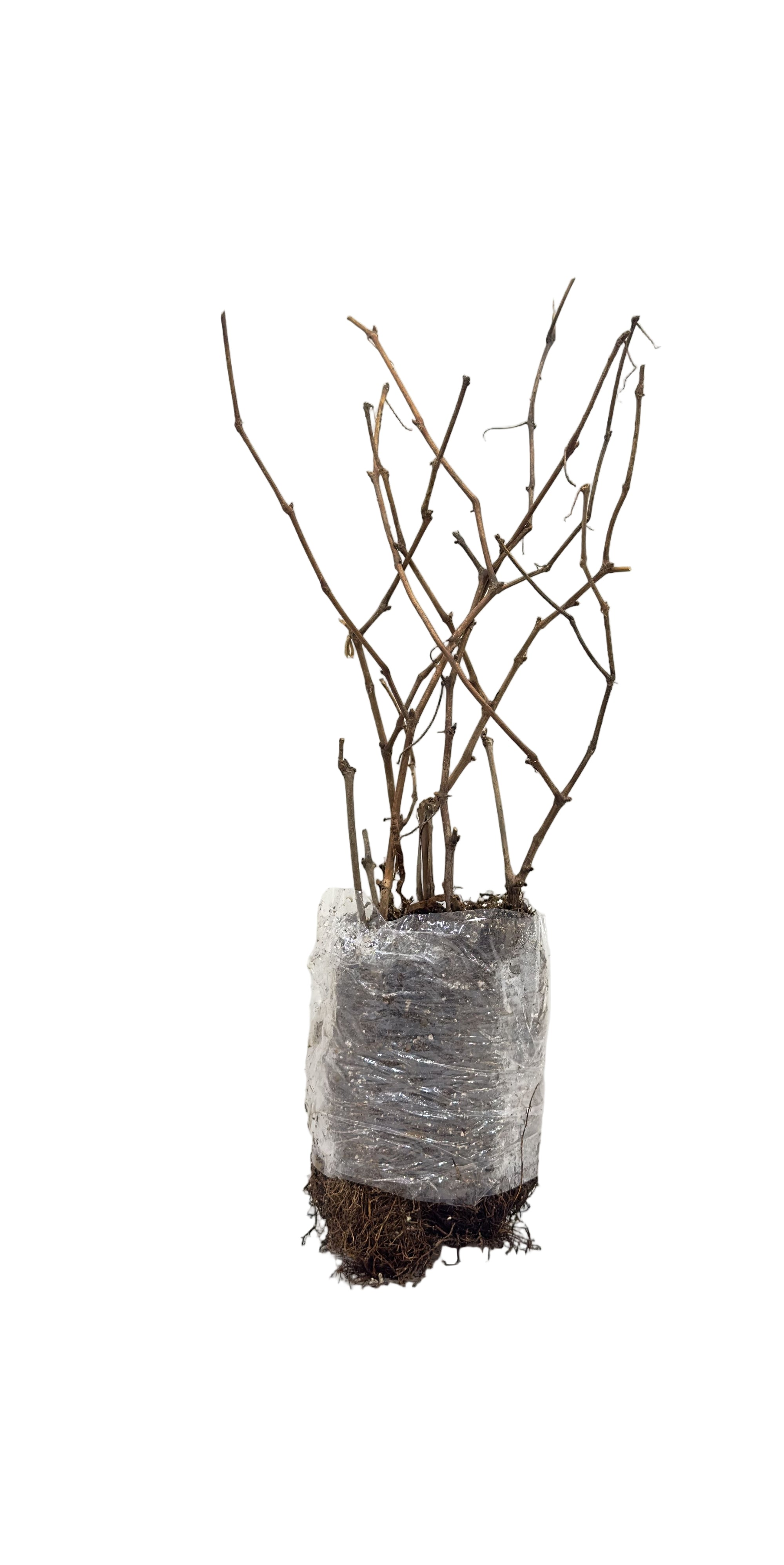 Grape Valiant (Vitis) - Vine Seedling