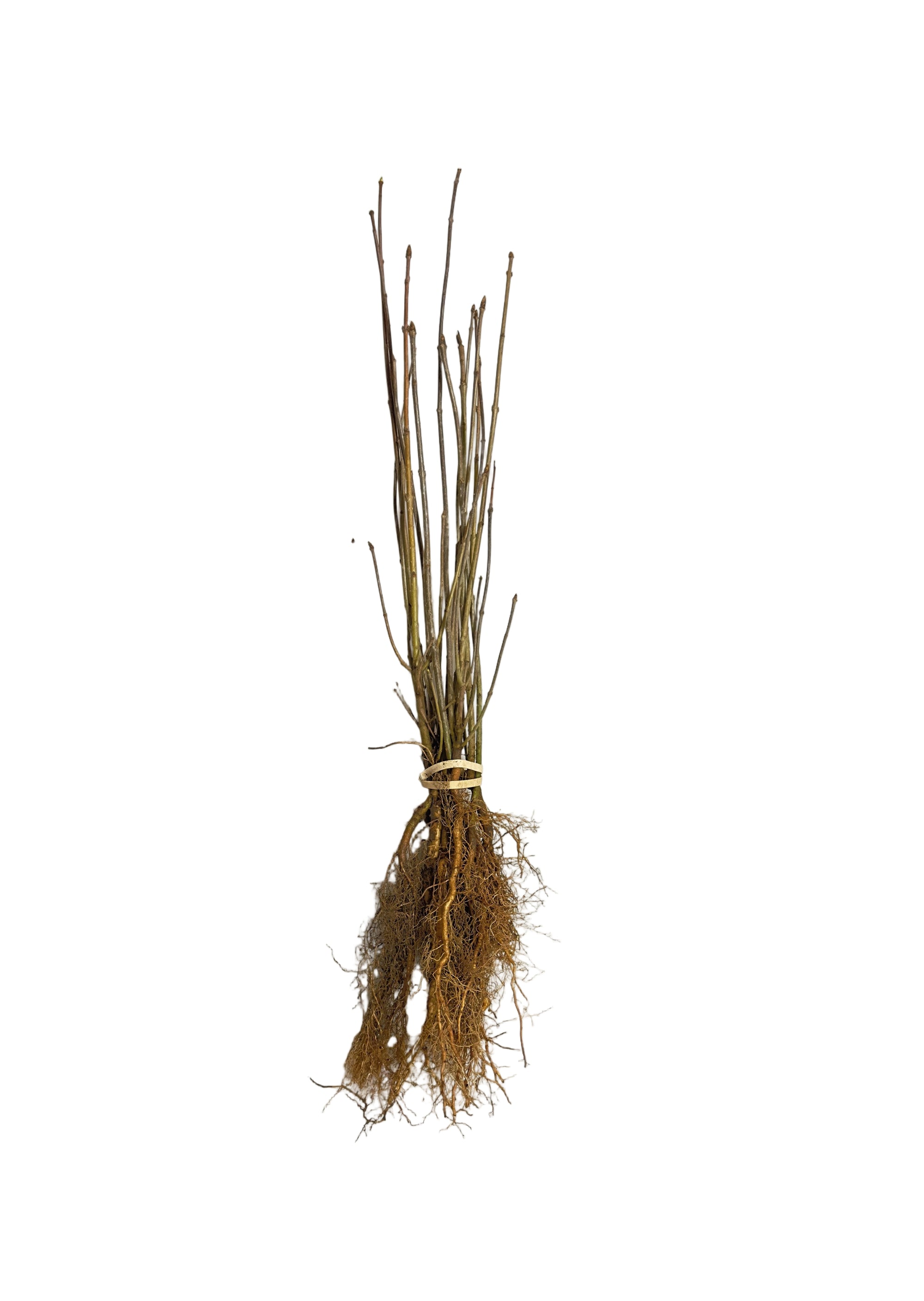 Lilac Villosa (Syringa prestoniae) - Shrub Seedling