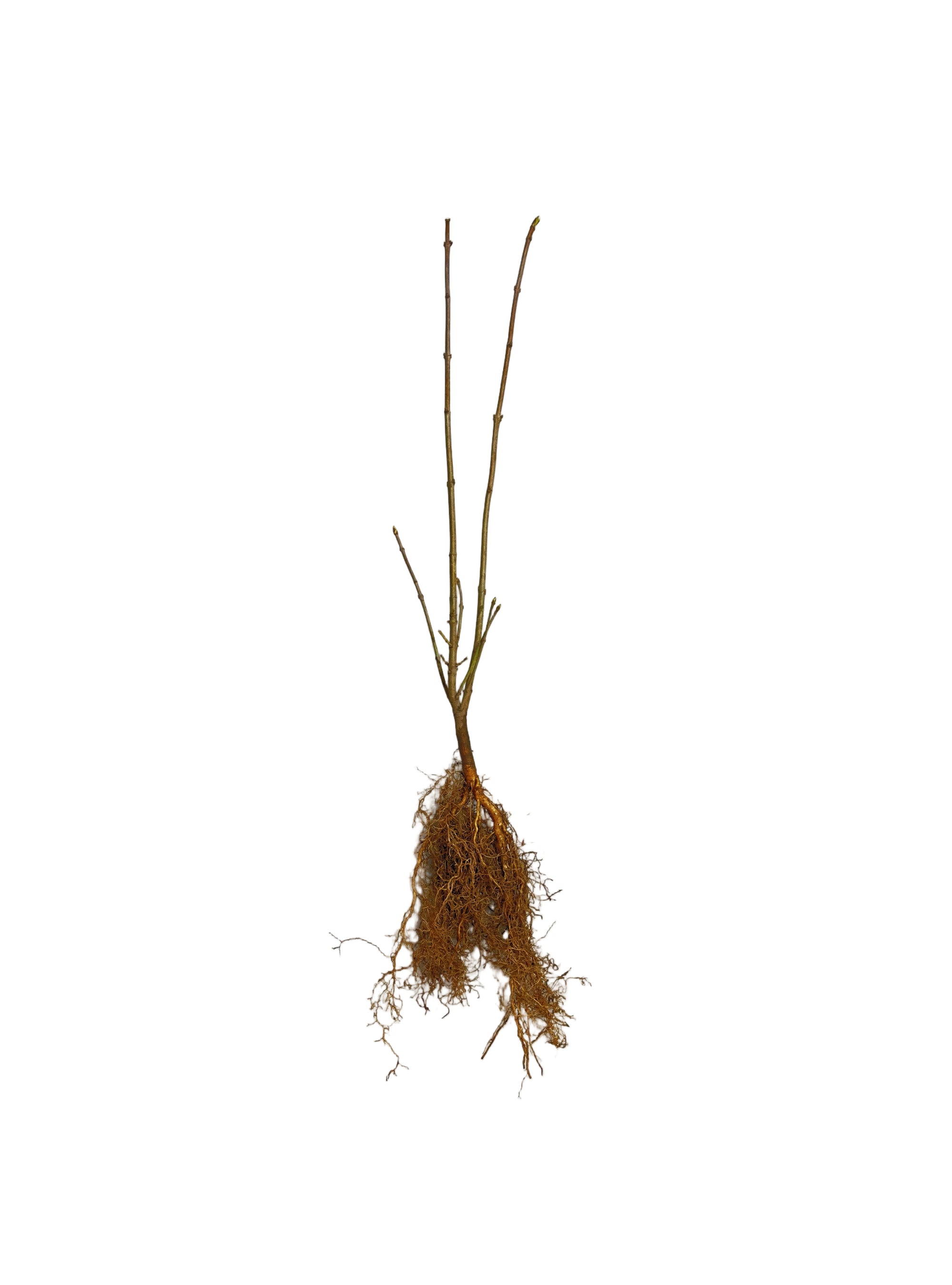 Lilac Villosa (Syringa prestoniae) - Shrub Seedling