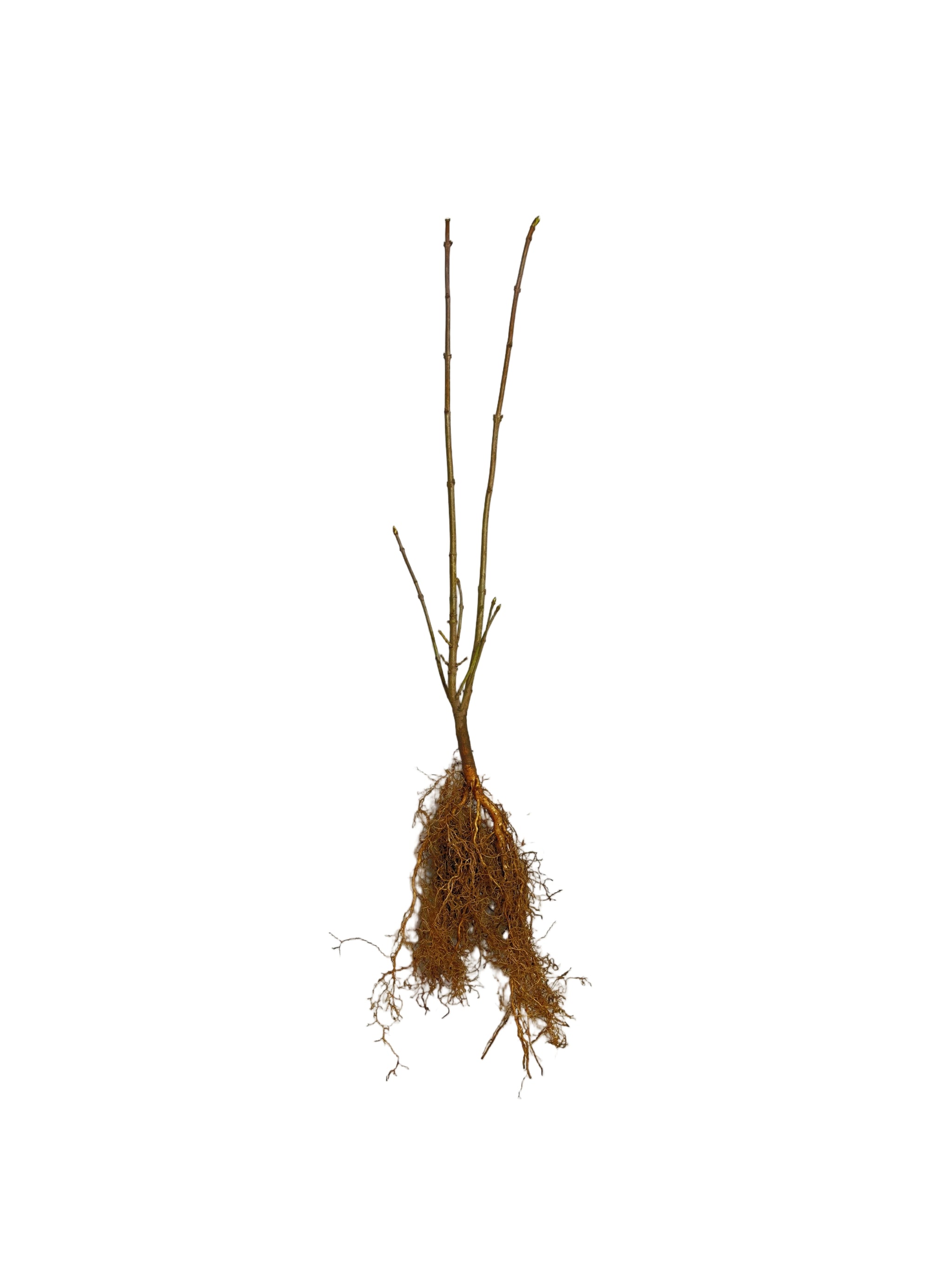 Lilac Villosa (Syringa prestoniae) - Shrub Seedling
